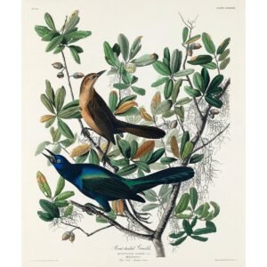 Birds of America Art Prints