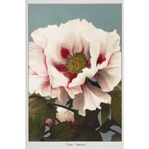 Japanese Flower Photographic Art Print Series
